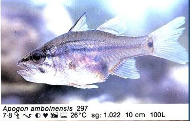 Apogon amboinensis